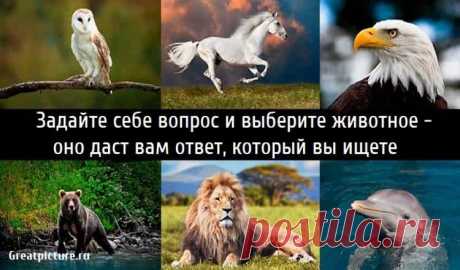 Задайте себе вопрос и выберите животное - оно даст вам ответ, который вы ищете.Еще раз задайте себе вопрос, который у вас в сердце, на тот,