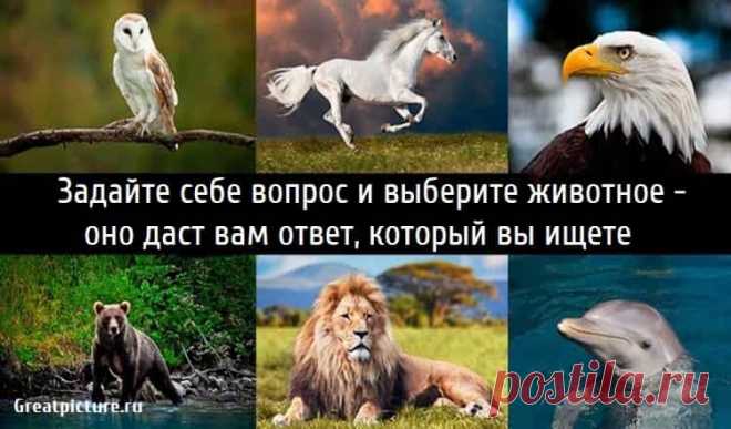 Задайте себе вопрос и выберите животное - оно даст вам ответ, который вы ищете.Еще раз задайте себе вопрос, который у вас в сердце, на тот,