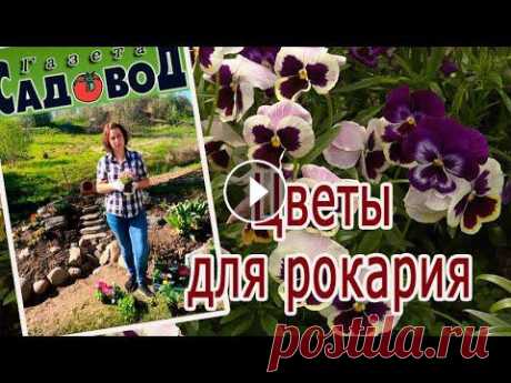 Как правильно выбрать цветы для рокария рассказывает Наталья Михеева. Группа Вконтакте https://vk.com/nezabudkapassada...