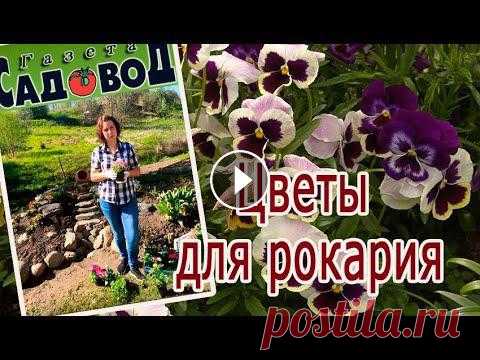 Как правильно выбрать цветы для рокария рассказывает Наталья Михеева. Группа Вконтакте https://vk.com/nezabudkapassada...