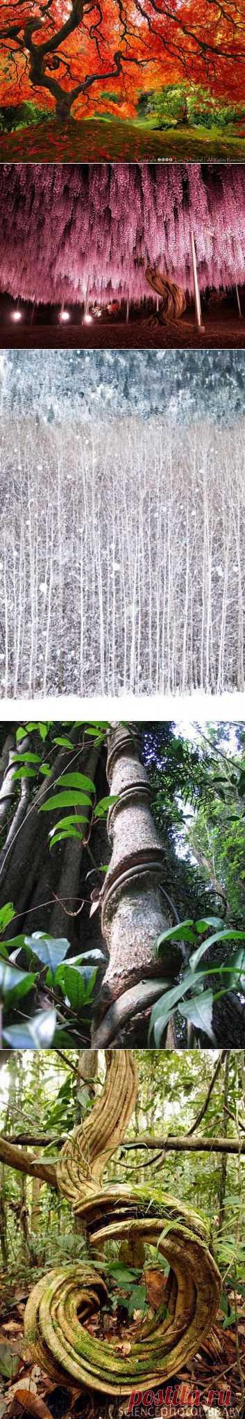 amazing trees | Dusky's Wonders