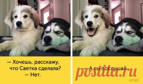 15 собак, мимике которых можно позавидовать