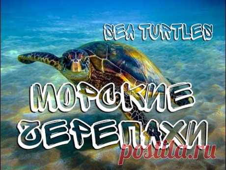 Морские черепахи — Sea turtles - YouTube