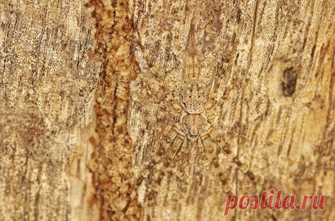 Животные в камуфляже / Путешествия / Моя Планета