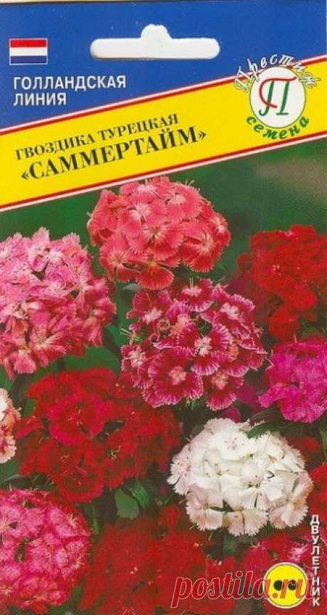 Гвоздика турецкая "Саммертайм" 0,15 гр – Семена гвоздики