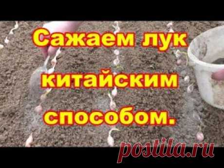 Сажаем лук китайским способом ,что бы он был крупный