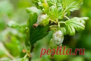 Мучнистая роса на крыжовнике - Магия растений