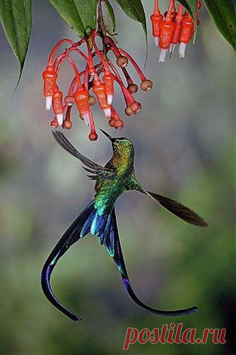 Птичка-невеличка