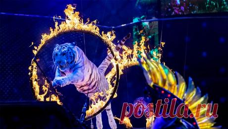 В Госдуме оценили, возможен ли полный запрет использования животных в цирках. Законопроект о запрете использования животных в цирковых представлениях отправят в рассылку, чтобы получить отзывы региональных властей, сенаторов и правоведов. Об этом сообщает &quot;Парламентская газета&quot;. Такое решение было принято ...