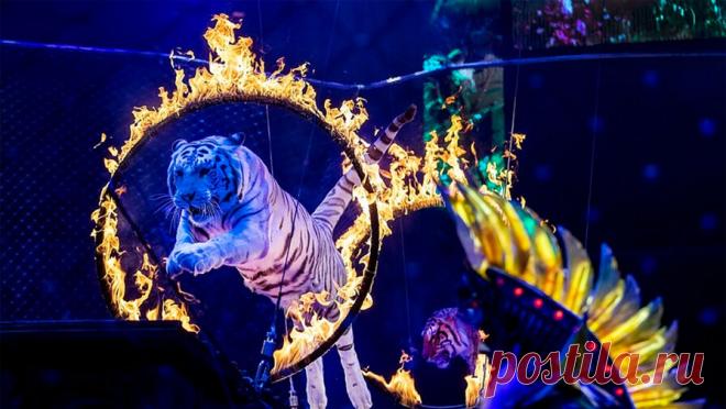 В Госдуме оценили, возможен ли полный запрет использования животных в цирках. Законопроект о запрете использования животных в цирковых представлениях отправят в рассылку, чтобы получить отзывы региональных властей, сенаторов и правоведов. Об этом сообщает "Парламентская газета". Такое решение было принято ...