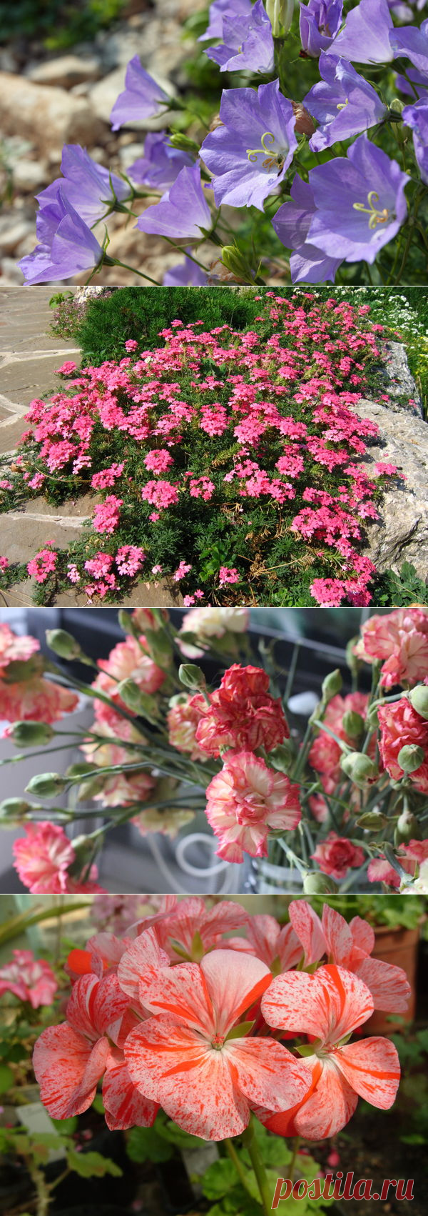 Какие цветы нужно сеять на рассаду в январе