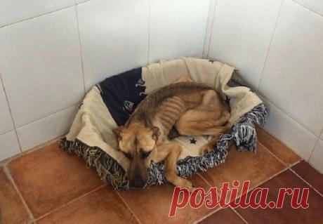 Спасение собачки Однажды вечером в полицейский участок, расположенный в испанской Гранаде, поступил тревожный вызов. Один из жителей нашел собаку, которая срочно нуждалась в помощи.