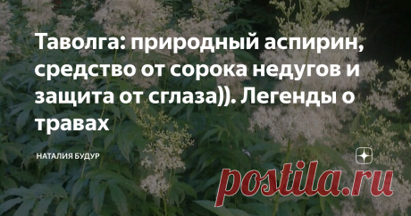 Таволга: природный аспирин, средство от сорока недугов и защита от сглаза)). Легенды о травах Таволга - природный аспирин, средство от множества недугов и культовое растение доя многих народов. она сейчас цветет в лесах и на лугах.   У нас она растет в саду))) и вырастает до 2,5 метров - красиво, живая изгородь и отпугивает комаров. Очень приятно пахнет медом - и сразу становится понятно, почему ее называли русской ванилью. Таволга, она же лабазник, - многолетнее травянист...