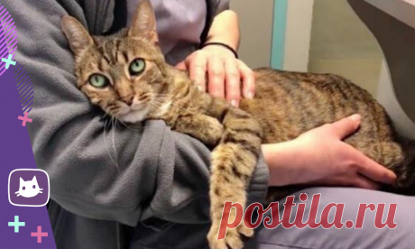 😿Какой возраст считается пожилым у кошек. Уход за пожилой кошкой | Нос, хвост, лапы | Яндекс Дзен