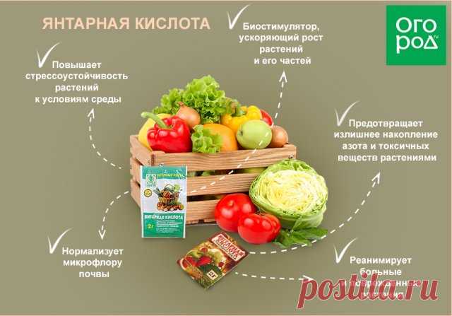 Янтарная кислота – польза для растений и инструкция по применению препарата | Удобрения и стимуляторы (Огород.ru)
