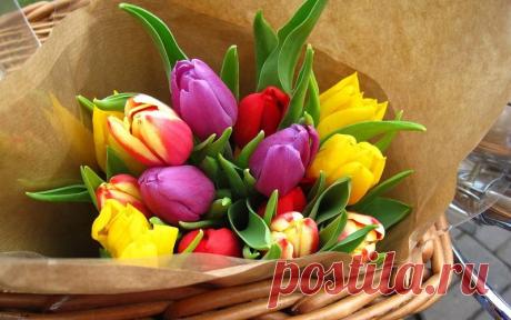 Фото_Обои_Цветы для рабочего стола..