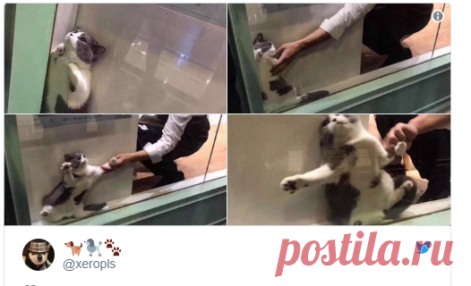 Застрявший в оконной раме кот стал новым героем мемов - Mail Новости