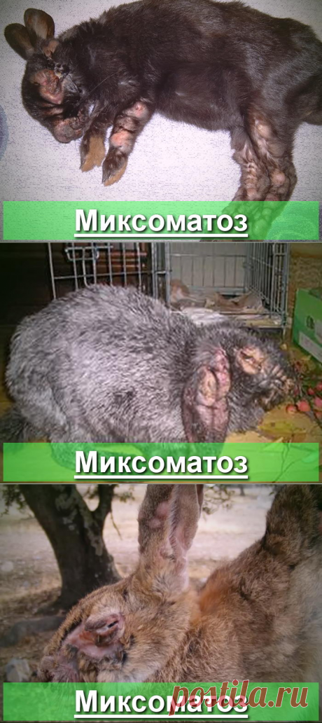 Миксоматоз у кроликов - профилактика и лечение инфекции