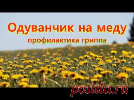 ОДУВАНЧИК на меду. Быстрый рецепт