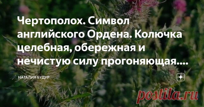 Чертополох. Символ английского Ордена. Колючка целебная, обережная и нечистую силу прогоняющая. Легенды о травах Колюч чертополох, сразу до крови поцарапает.    А почему его называют чертополохом на Руси? Правильно – от него черти убегают. Заполошными становятся - и врассыпную. Это сильнейшей растение оберег.   А в Шотландии чертополох – государственный символ. Он прогнал почти что чертей средневековья – викингов, которые – аки тати в нощи – собирались напасть на шотландск...