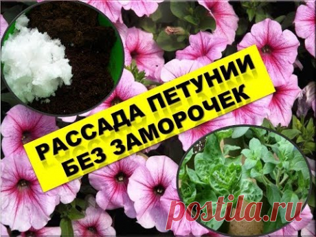 ПЕТУНИЯ БЕЗ ПИКИРОВКИ- КАК СПОСОБ ВЫРАЩИВАНИЯ! ПЕТУНИЯ НА РАССАДУ! ПЕТУНИЯ БЫСТРЫЕ ВСХОДЫ