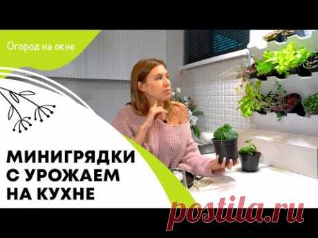 Минигрядки с урожаем на кухне