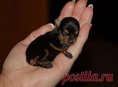 Алла Ридкокаша (Овчаренко)
31 год, Украина, пос. Покотиловка
все её фото