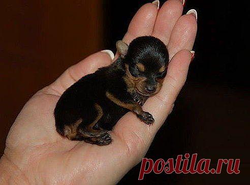 Алла Ридкокаша (Овчаренко)
31 год, Украина, пос. Покотиловка
все её фото