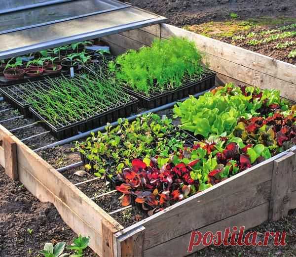 Из чего лучше сделать парник и что в нем посадить / парники / 7dach.ru