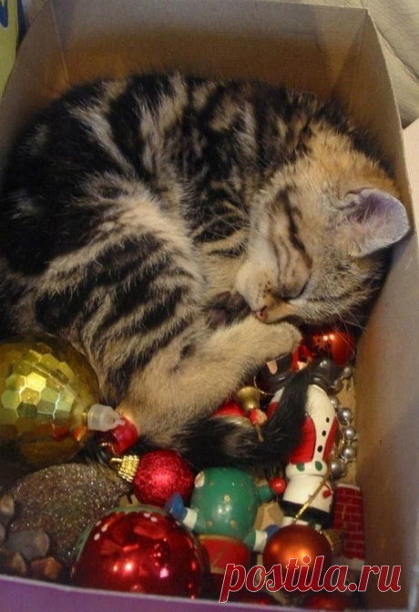 Новый год и кошки