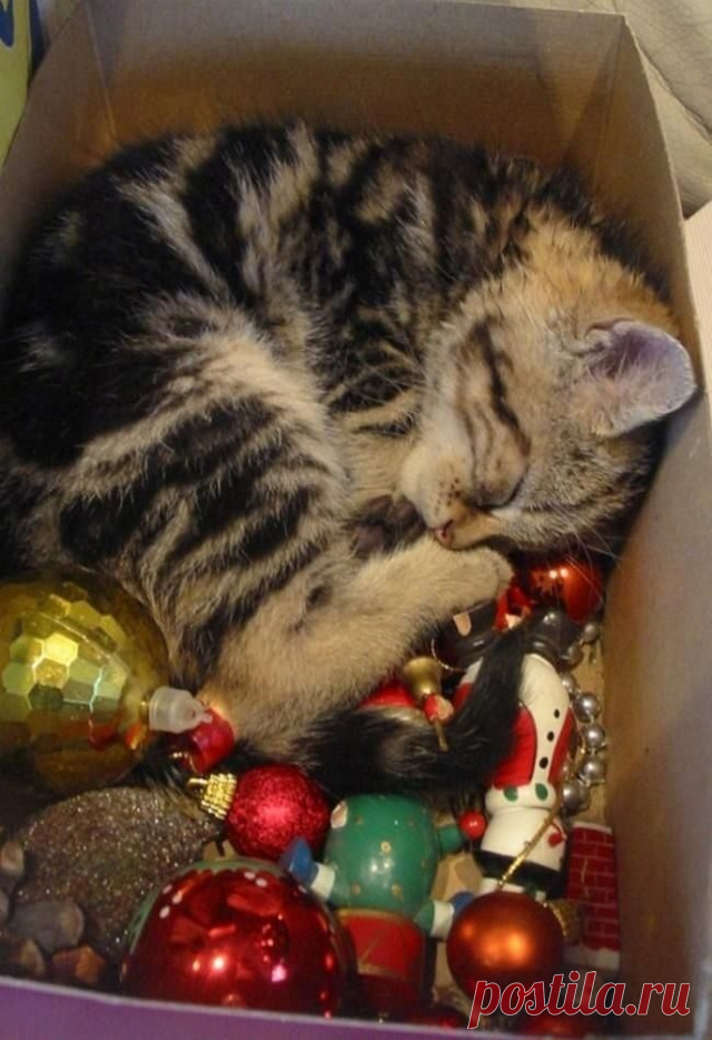 Новый год и кошки