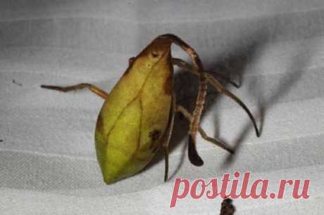 Паук, который притворяется засохшим листом дерева