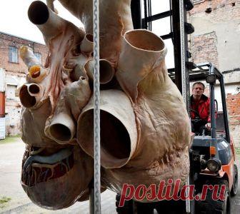 Сердце кита