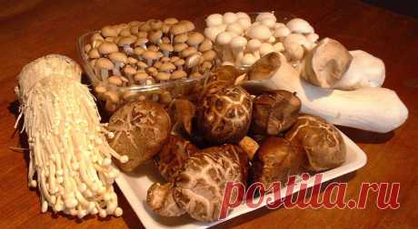 Целебные грибы шиитаке, мейтаке, рейши, кориолус и кордицепс