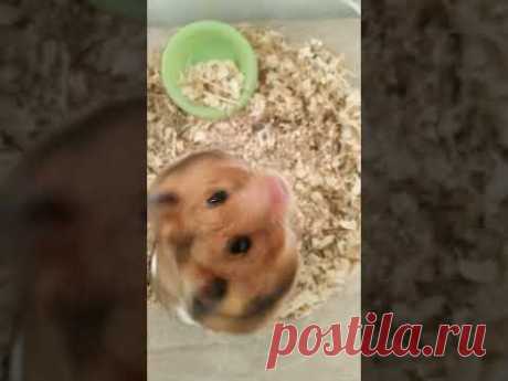 #позитив и #милота #животные