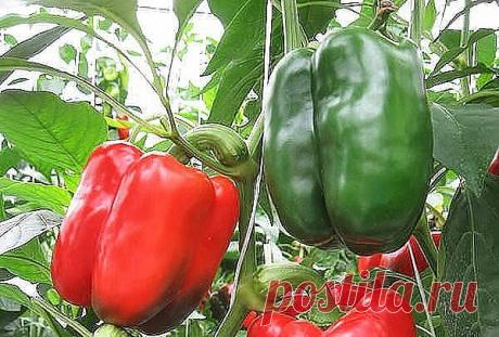 КАПРИЗЫ УЧТИТЕ - УРОЖАЙ ПОЛУЧИТЕ!!!

Болгарский перец (сладкий)
Эту культуру многие считают капризной. Но если отнестись к выращиванию перца со всей ответственностью и учесть все нюансы его выращивания, то непременно получите прекрасный урожай.
Итак, вами вложено немало труда по выращиванию из махонькой семечки нежного росточка — рассады. Закаляли, обрабатывали, покармливали, в открытый грунт высадили. А сейчас самое время обратить внимание на важные моменты процесса выращ...
