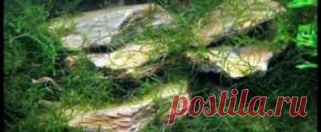 Растения аквариумные - Part 2