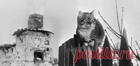 Котам блокадного ЛЕНИНГРАДА... посвящается