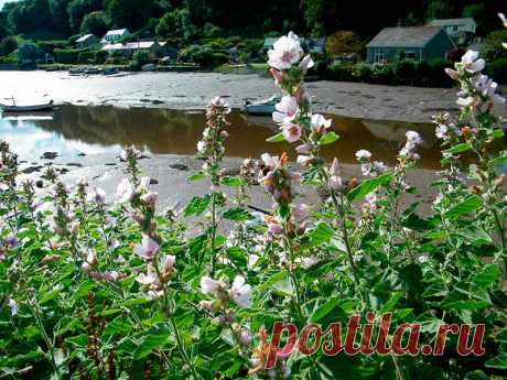 Лекарственное растение Алтей аптечный (Althaea officinalis). Многолетнее растение - 150 см высотой. Стебель с густым тонким войлочным опушением. Листья 3-5-лопастные,верхние скорее треугольно-яйцевидные и лишь слабо 3-5-лопастные с неравномерно-зубчатыми краями, с обеих сторон серо-зеленые и с шелковистым войлочным опушением.