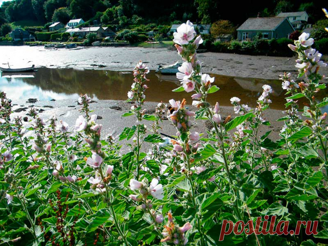 Лекарственное растение Алтей аптечный (Althaea officinalis). Многолетнее растение - 150 см высотой. Стебель с густым тонким войлочным опушением. Листья 3-5-лопастные,верхние скорее треугольно-яйцевидные и лишь слабо 3-5-лопастные с неравномерно-зубчатыми краями, с обеих сторон серо-зеленые и с шелковистым войлочным опушением.