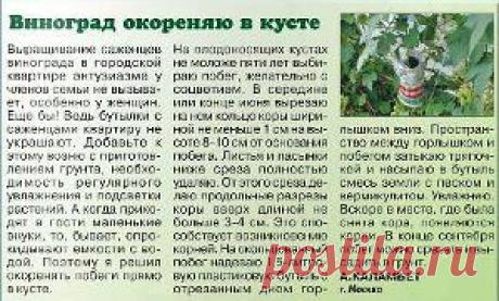 укоренение винограда на кусте