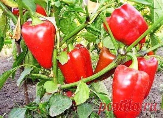 Выращивание перца по 