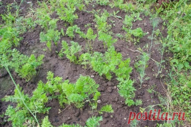 Стоит ли рассчитывать на хороший урожай от посаженной в июне моркови: бывалые дачники знают, каким будет результат. Не спешите списывать июнь для морковных грядок! Оказывается, этот месяц открывает отличные возможности для посева.
