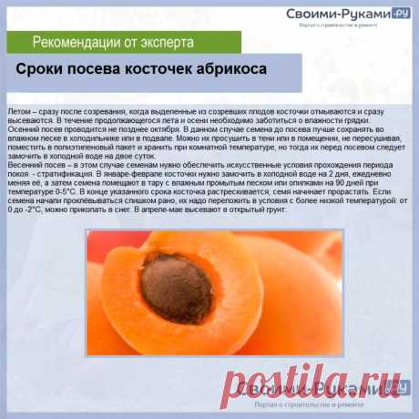 Сроки посева косточек абрикоса
