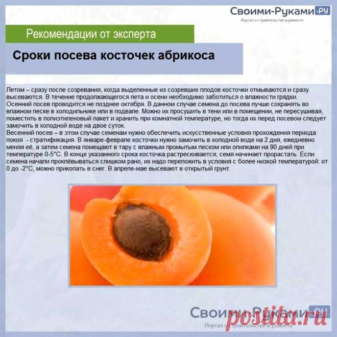 Сроки посева косточек абрикоса