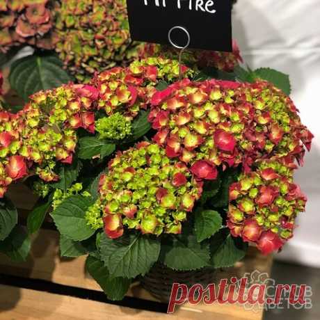 Гортензия крупнолистная Хай Файр | Купить саженцы Hydrangea macrophylla Hi Fire почтой, недорого