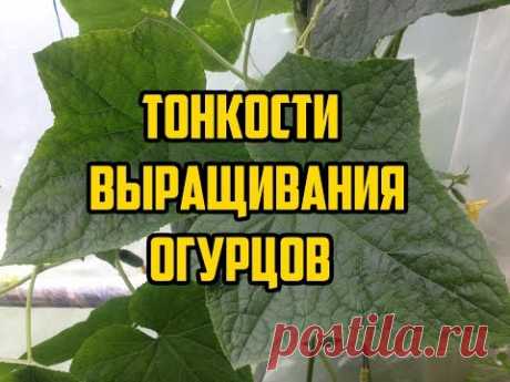ВЫРАЩИВАНИЕ ОГУРЦОВ В ОТКРЫТОМ ГРУНТЕ