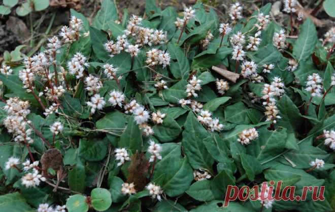 Сорта горца на любой вкус — выбираем вместе. Фото — Ботаничка