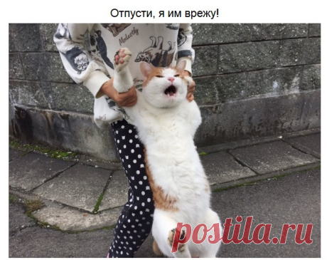 Неимоверно забавные питомцы — Убойный юмор - amworld