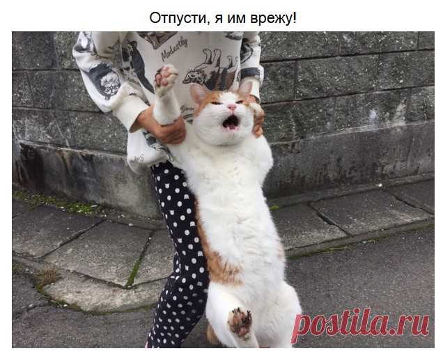 Неимоверно забавные питомцы — Убойный юмор - amworld